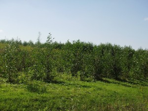 Foto Rekultivierung